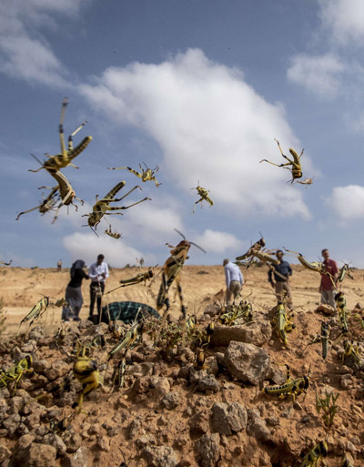 , التغيرات المناخية تهدد الزراعة والثروة الحيوانية في الصومال