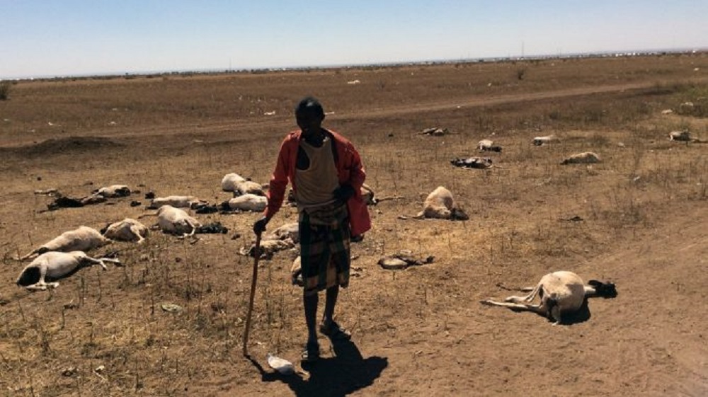 , الأمم المتحدة: الجفاف الشديد يؤثر على 4.3 مليون شخص في الصومال