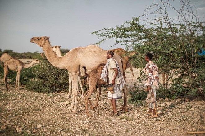 , الحليب واللحوم والقوة.. الجمل ملك في اقتصاد الصومال