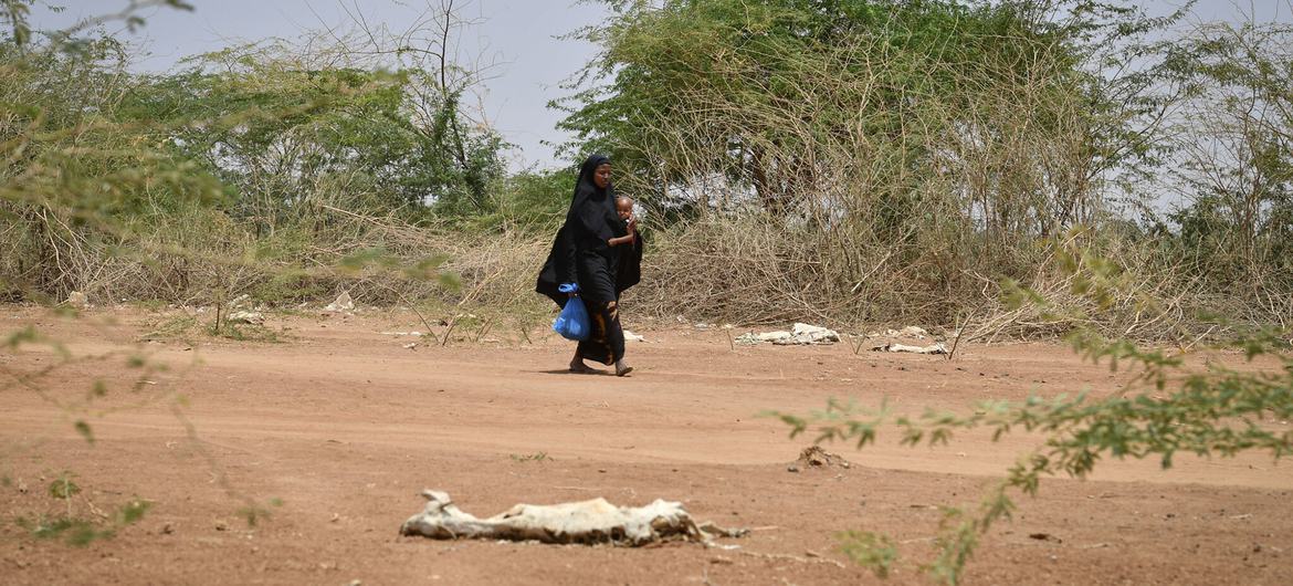 , أزمة الجفاف في الأقاليم الصومالية.. القرود تهاجم الأطفال والمواشي بسبب المجاعة